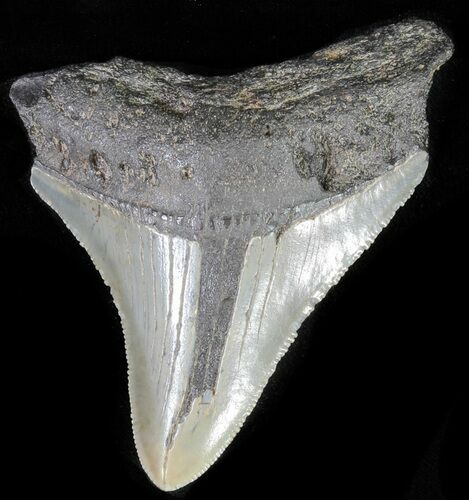 Bargain, Juvenile Megalodon Tooth - North Carolina #62113